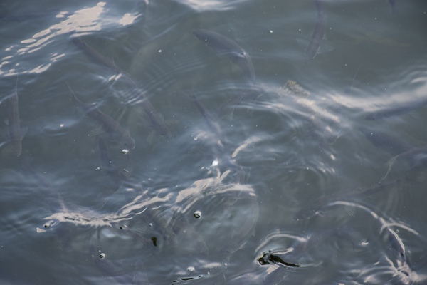 力争完成基础设施项目投资4500亿元左右！安徽省印发《关于巩固拓展经济稳中向好势头若干政策举措》