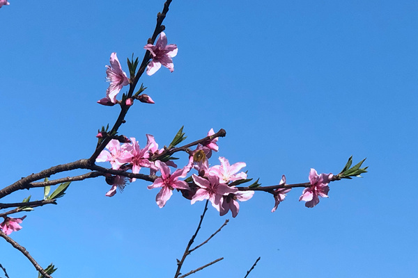 《工业用缝纫机 噪声级的测试方法》等四项行业标准通过审定